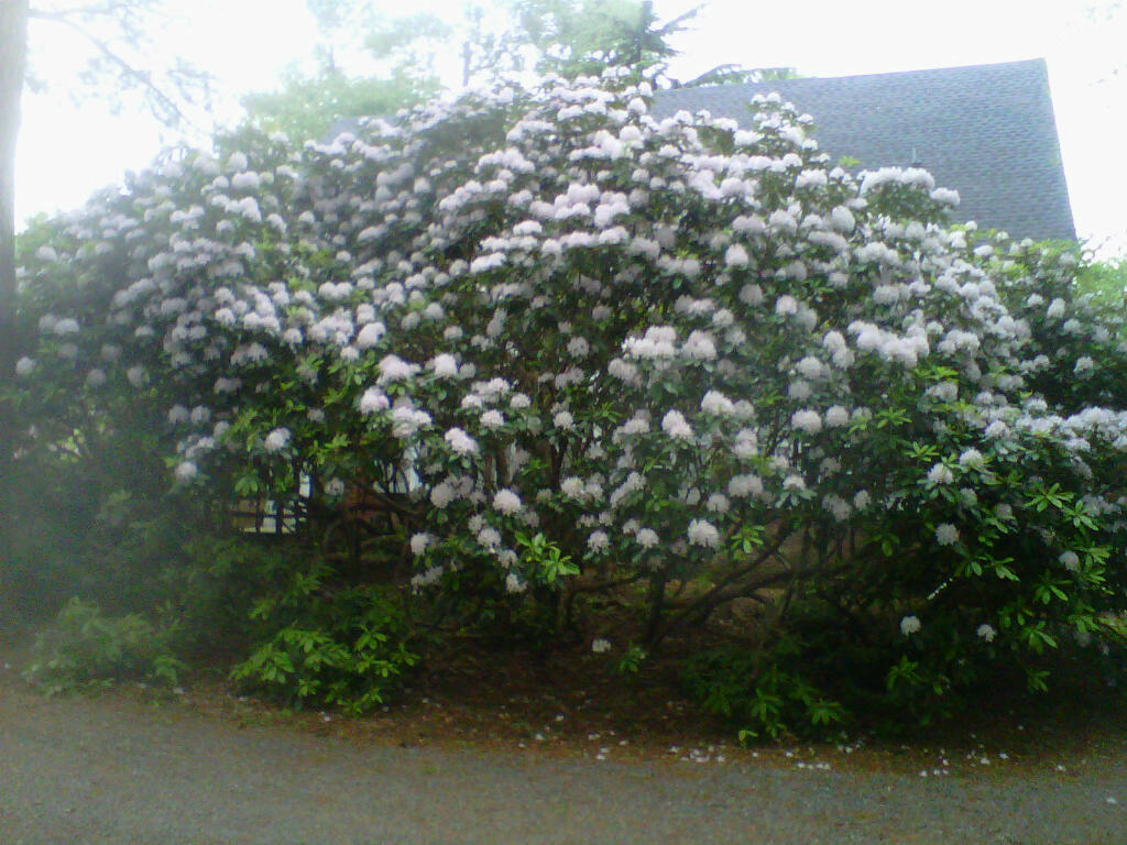 tree and shrub care