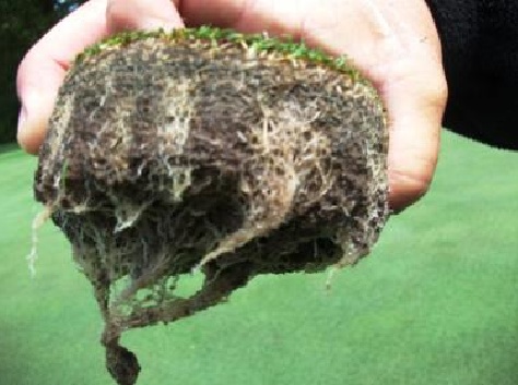 golf turf roots