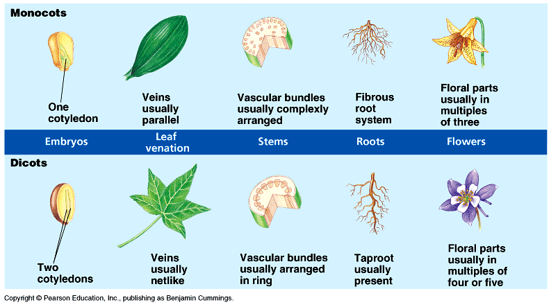 angiosperm monocot examples