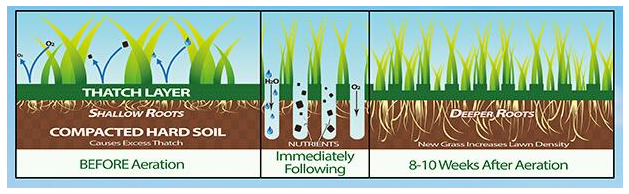 lawn aeration