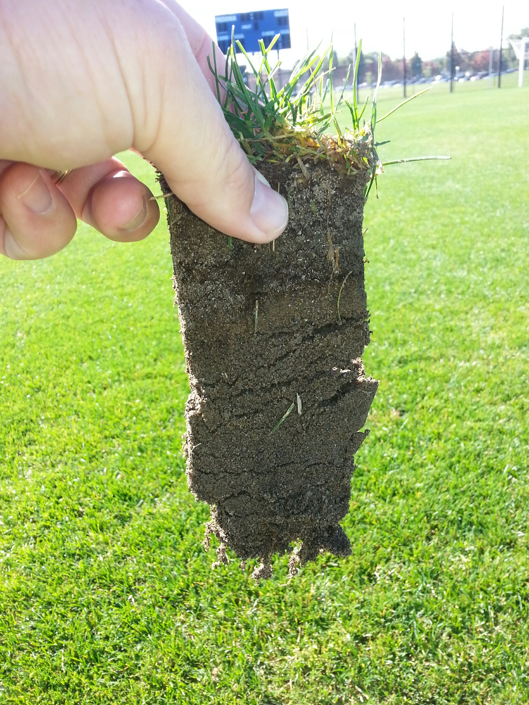 sports turf fertilizer