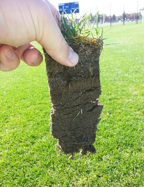Turf roots