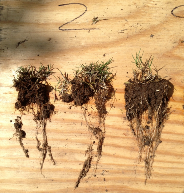 Holganix roots comparison