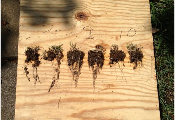 Holganix roots comparison