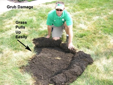 Grub damage in lawn