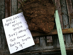 Holganix Roots