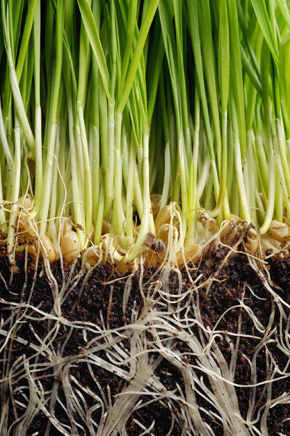 seed germination