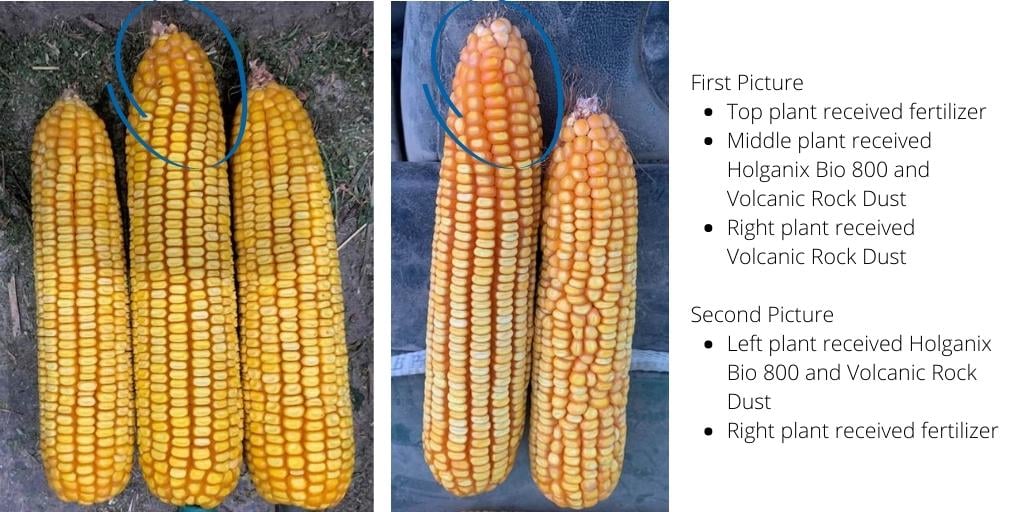 holganix results