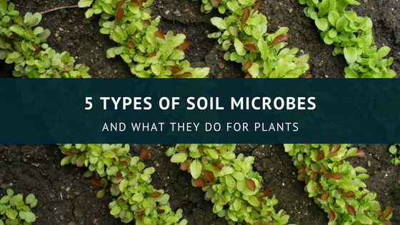 II. The Role of Soil Microbes in Plant Health 