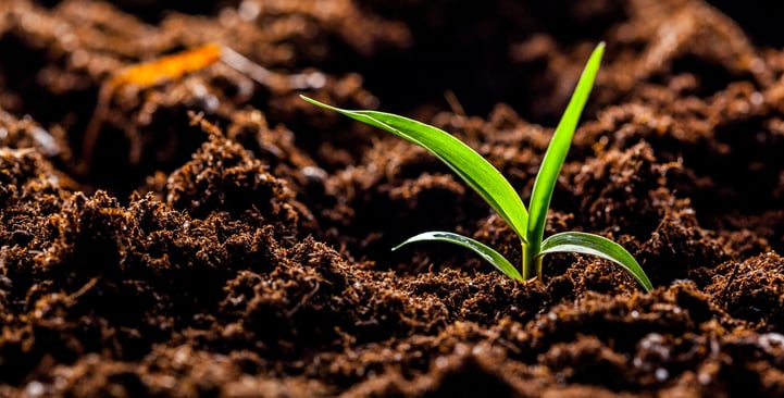 corn_nematode corn_nematode