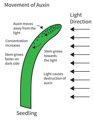 auxin