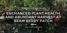 Enhanced Plant health and Abundant Harvest at Beam Berry Patch