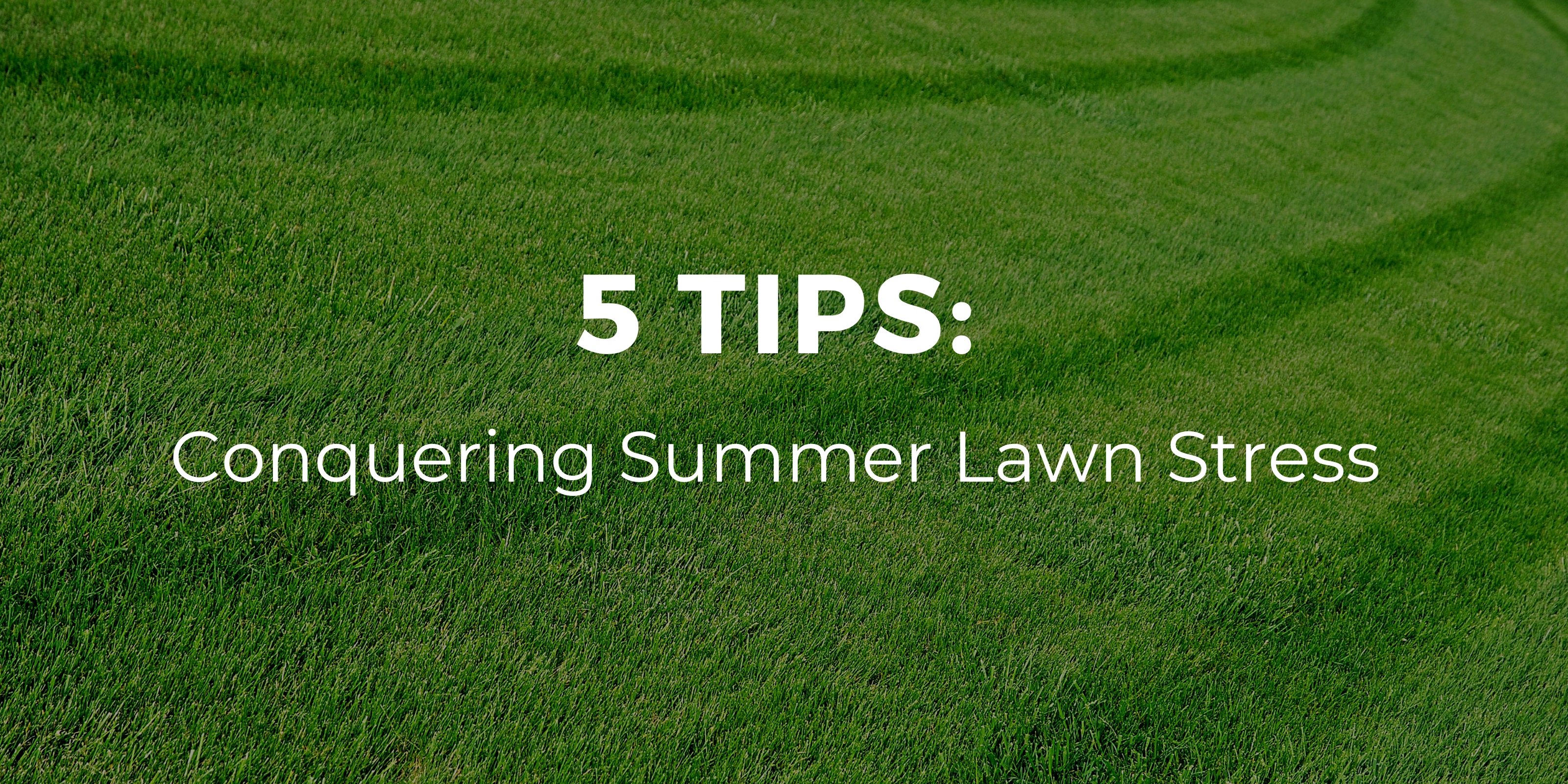 lawn stress