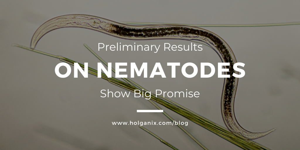 nematode