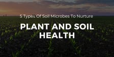 5 Types of Soil Microbes to Nurture Plant and Soil Health