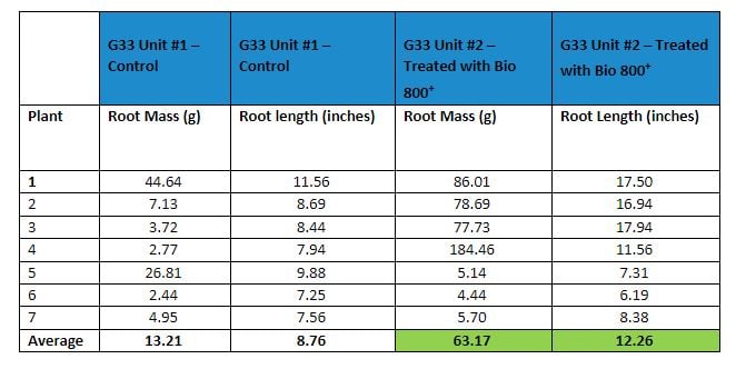 eggplant root mass and root length