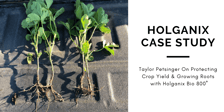Holganix Case Study: Protecting Crop Yield & Growing Roots