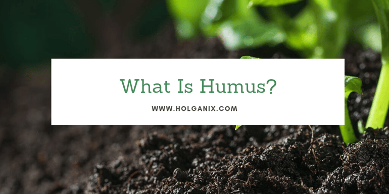 what is humus