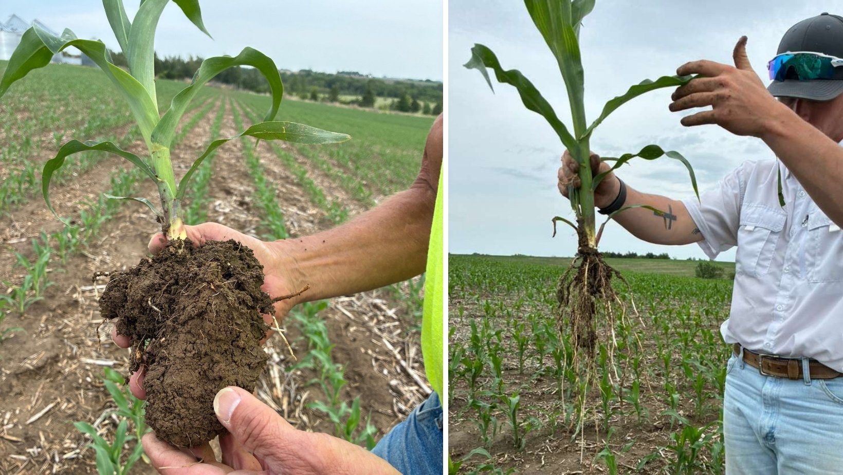 corn roots