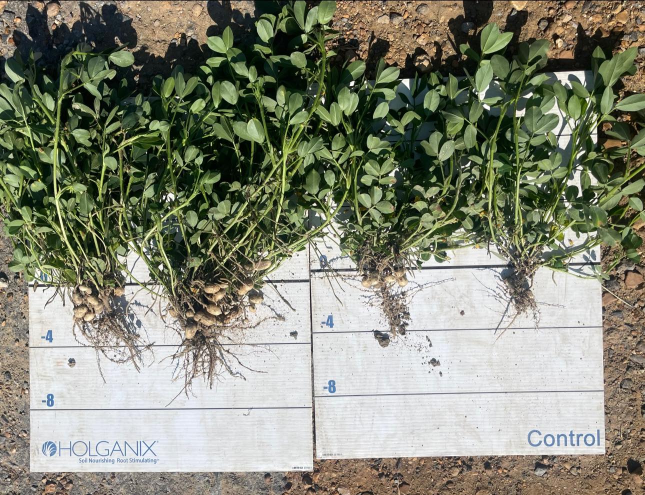 Holganix MidSouth Customer Peanuts Pic #1 7-11-2024-jpg