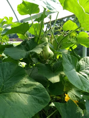 crops