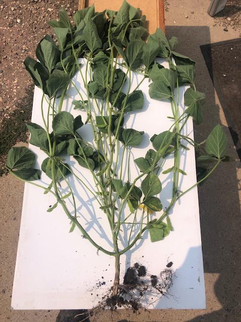 soybean roots
