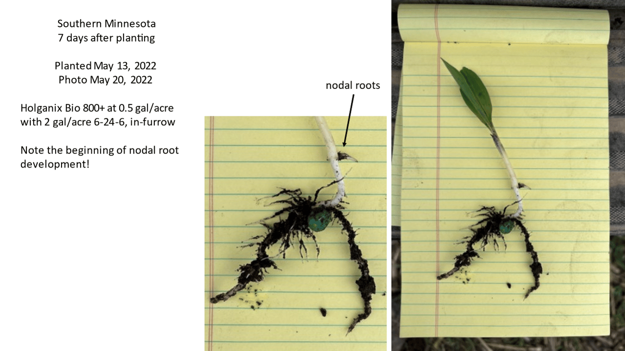 nodal roots
