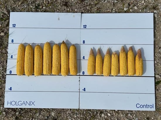 corn stem