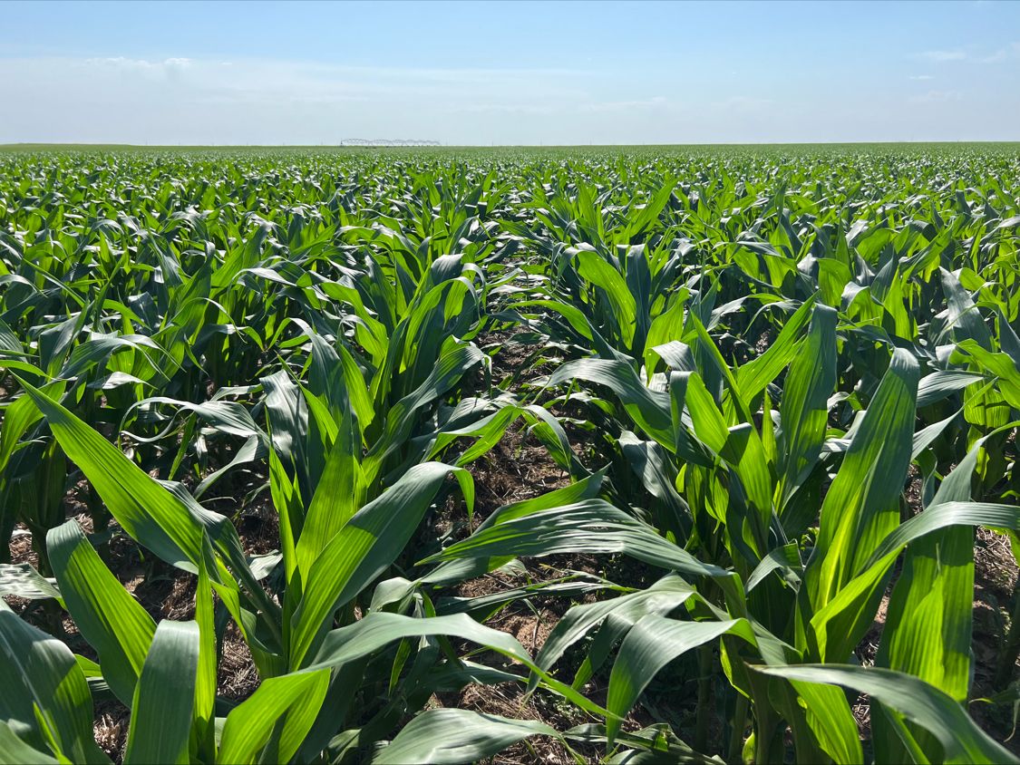 Nick Vos Corn - 6.17.22