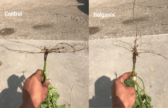 Soybean roots