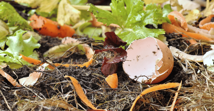 compost tea