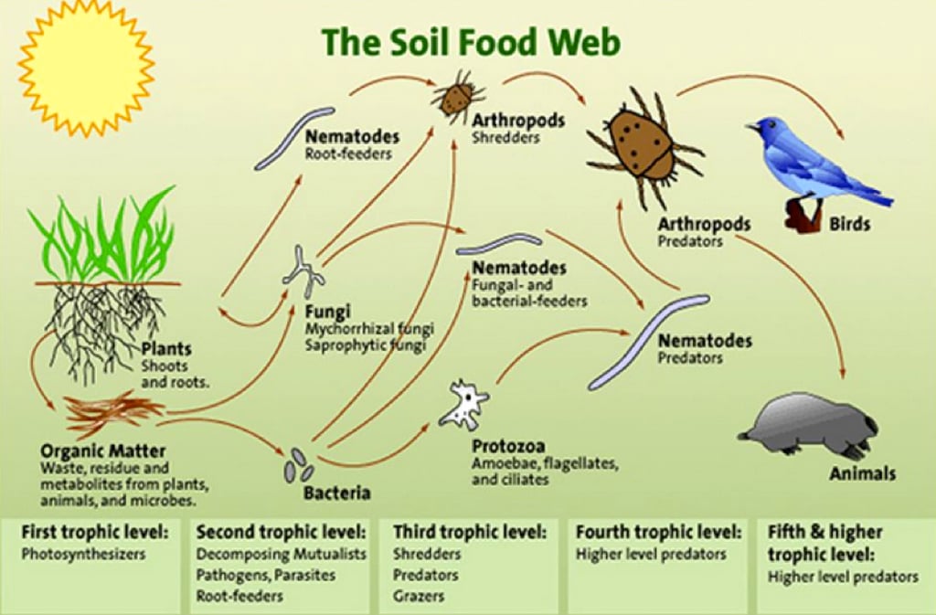 Soil is home to biology!