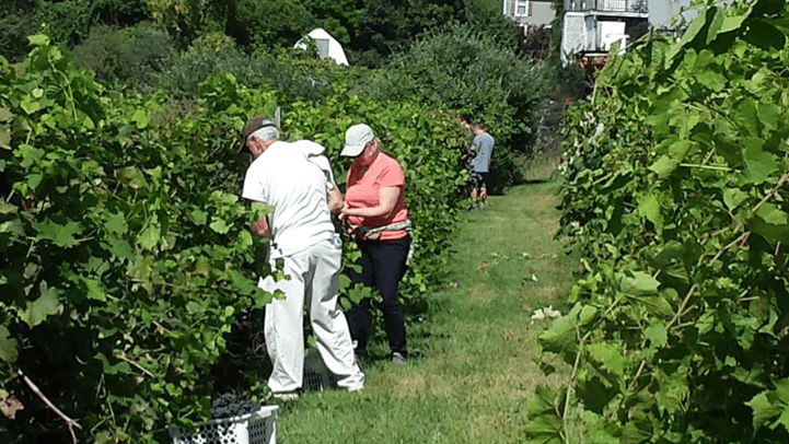 alfalfa farm winery