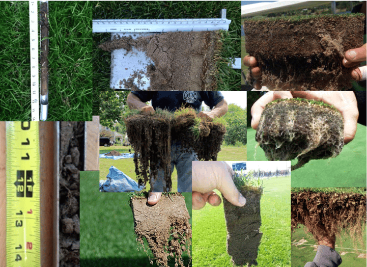 improve turf roots