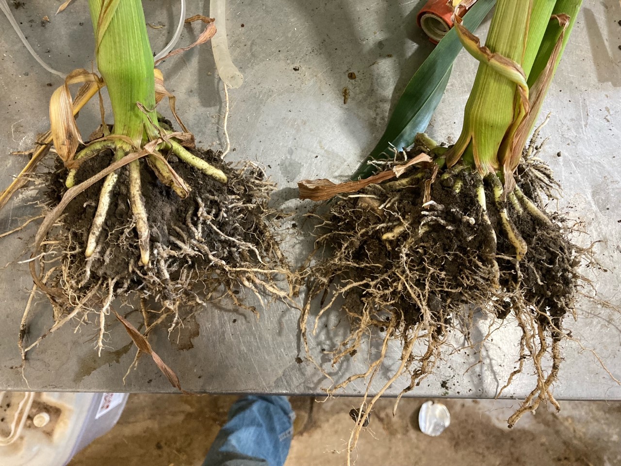 Thomas Farrell - Corn 7.20.22 Pic #1