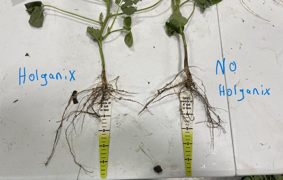 holganix soybeans