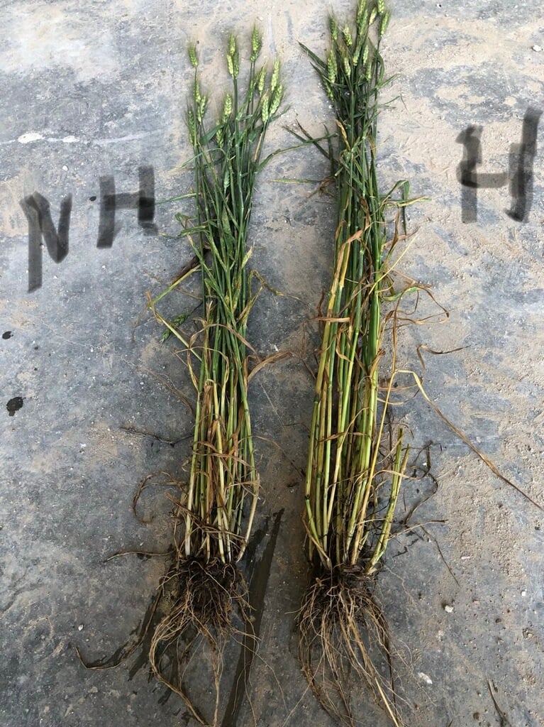 Wheat_6-19-1