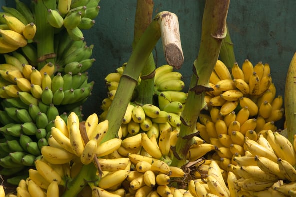 Organic Bananas Ripe For Growth - Produce Business