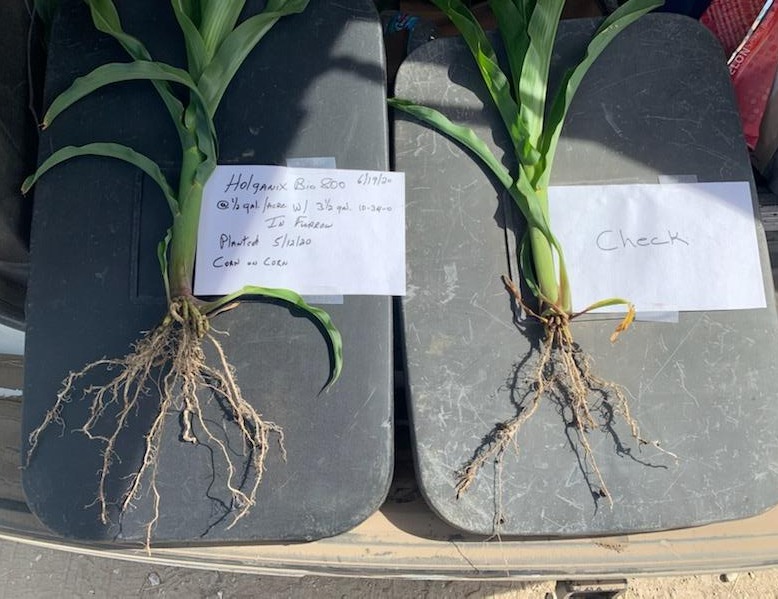 corn roots