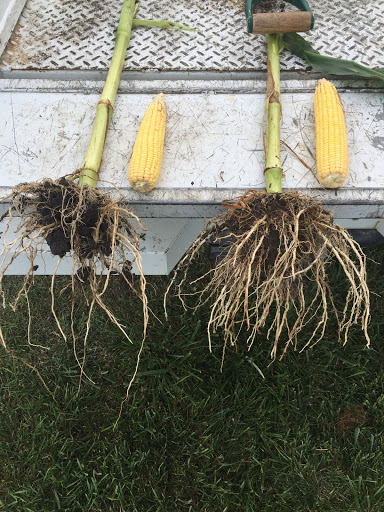 corn