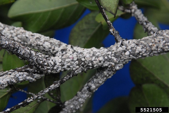 crape myrtle bark scale