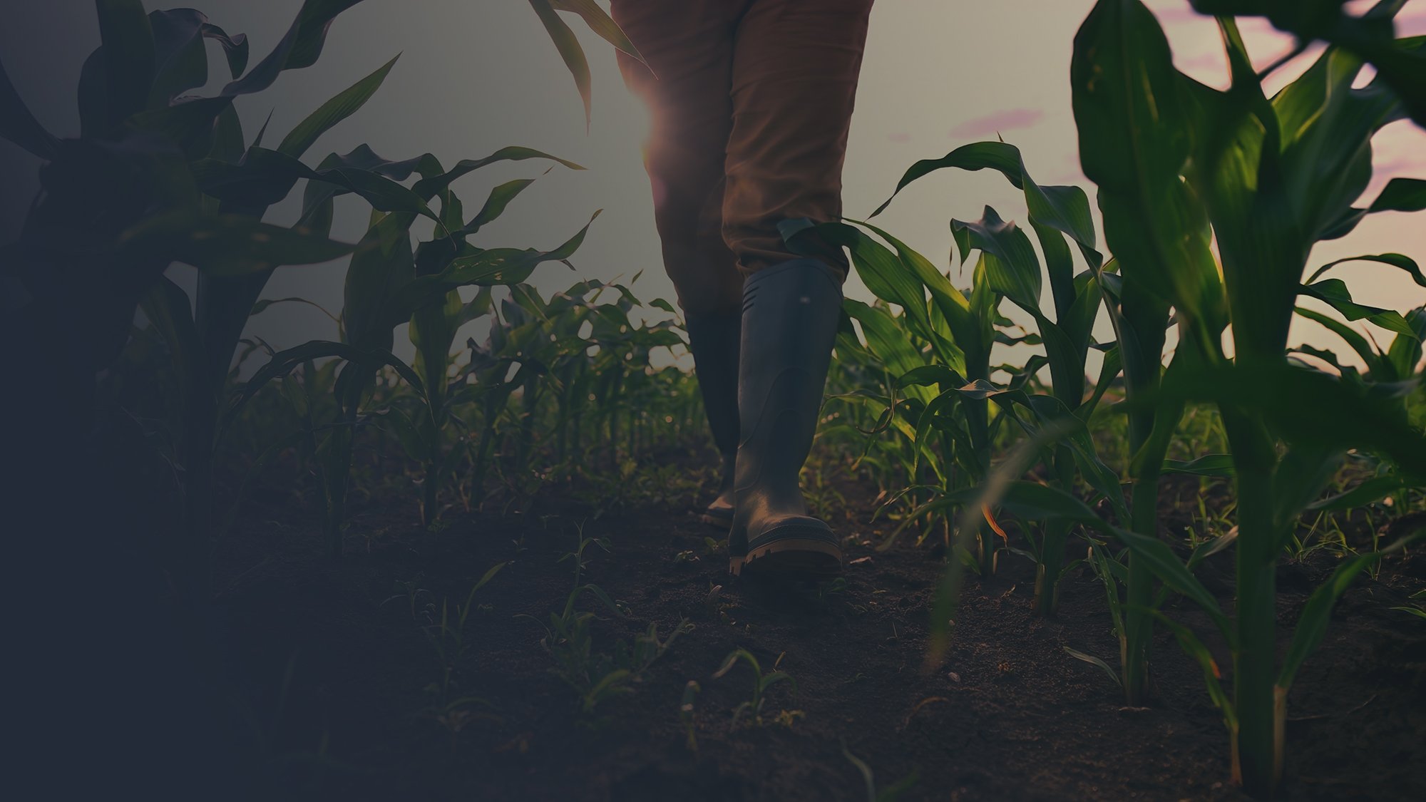 farmer-walking-through-field_gradient