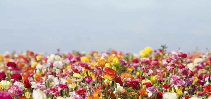 flowers_field-006796-edited.jpg