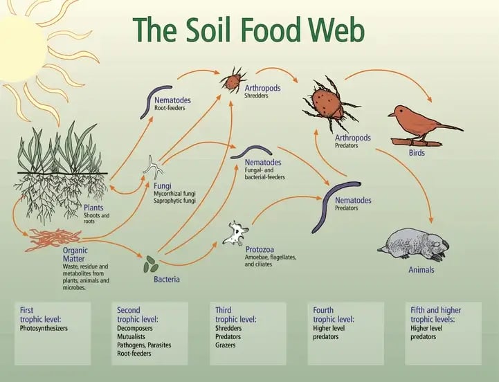 the-soil-food-web