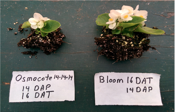 flower comparison