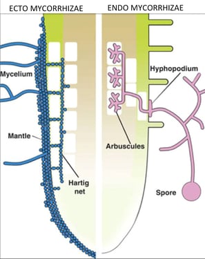 mycorrhizae