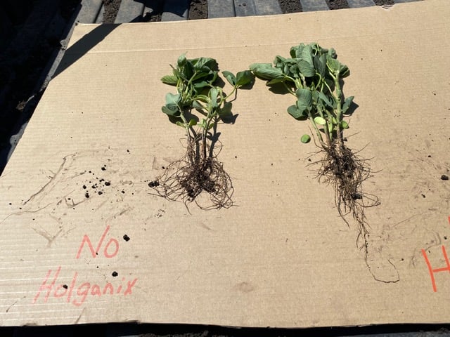 soybean roots sd