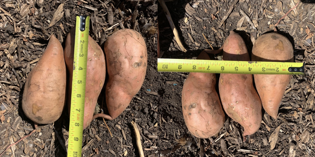 sweet potatoes yield