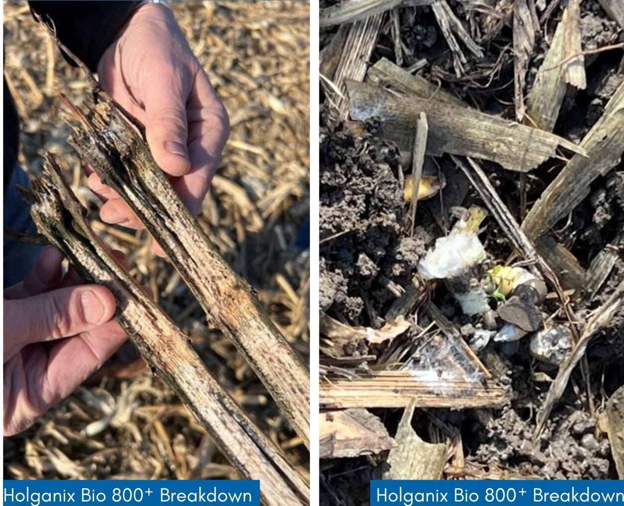 corn stalk and fungi formation