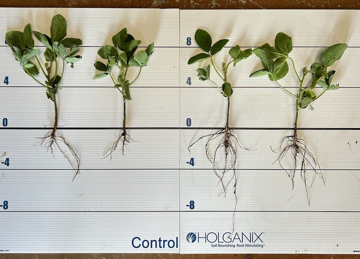soybeans